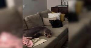 Seal exploring house