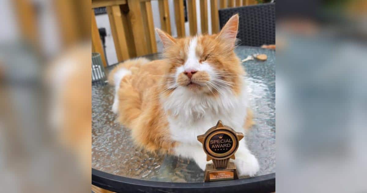 Un gatto cieco dona il sangue a un cucciolo malato in un rifugio per animali