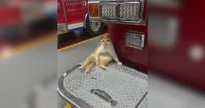 PetWireDaily — Lonely Stray Cat Finds His Way Into a Fire Station and Becomes One of the Crew