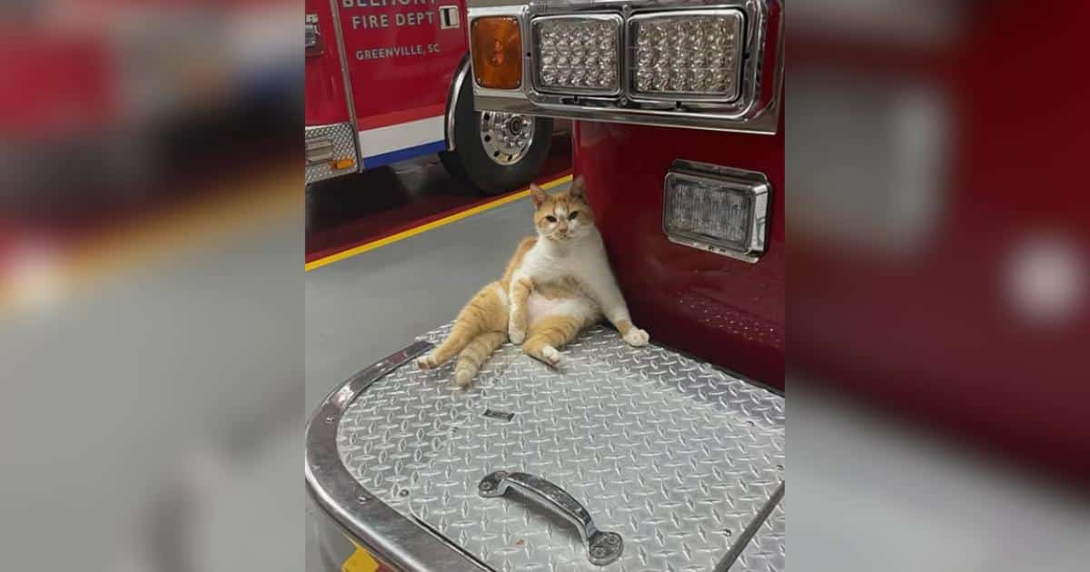 Un gatto straniero entra in un deposito di pompieri e si stabilisce come parte della famiglia