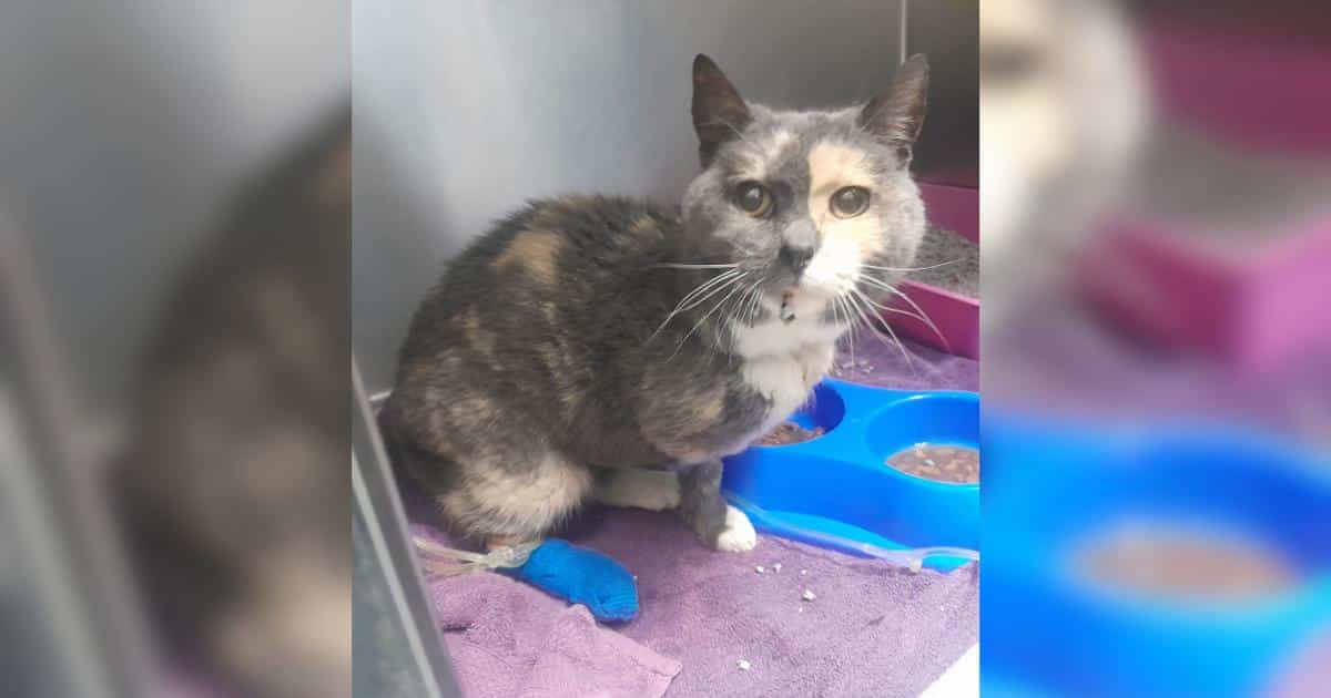 Una gatta anziana con tre zampe si trova in un rifugio dopo essere stata abbandonata e malata