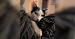 PetWireDaily — 17-Year-Old Cat Disappears From Home, Then Her Dad Sees a Familiar Face on Facebook