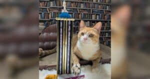 PetWireDaily — Shelter Cat Wins 2026 Library Cat Contest but Is Still Waiting for the Best Prize of All