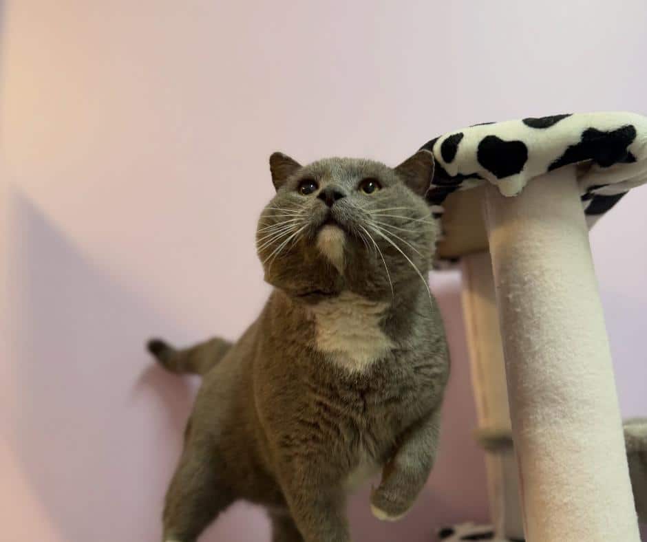 Sombrero's Impressive Cheeks