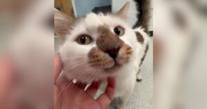 PetWireDaily — After Losing the Only Person He Ever Knew, This Sweet Cat Gets a New Beginning