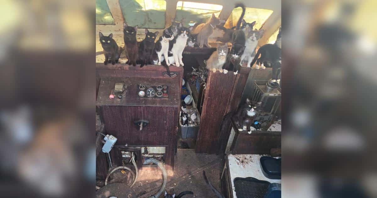 Una barca abbandonata a Tacoma contiene oltre 30 gatti e cuccioli in condizioni critiche, salvati da un'operazione di soccorso