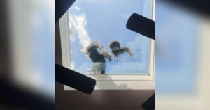 PetWireDaily — Strange Shadow on the Skylight Turns Out to Be a Fluffy Family Needing Help