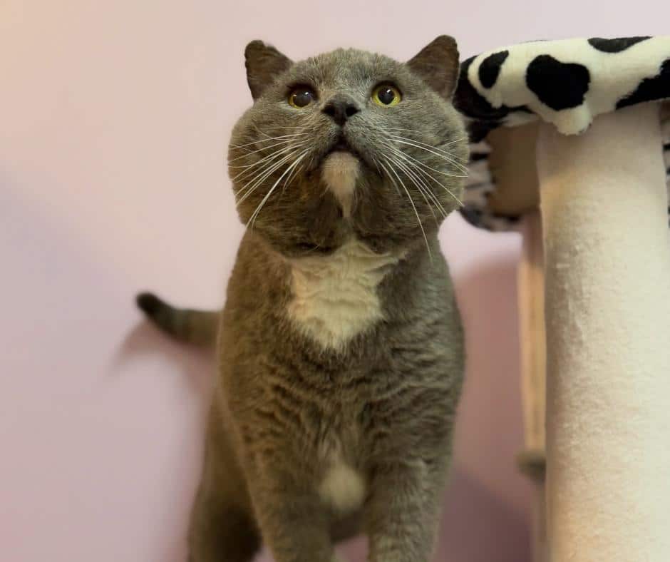 Sombrero Enjoying Attention