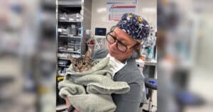 PetWireDaily — Cat Survives Terrifying 16-Story Fall and Gets a Brand-New Start