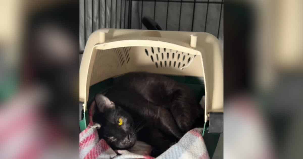 Una gatta madre attende in un rifugio mentre i suoi cuccioli trovano nuovi padroni