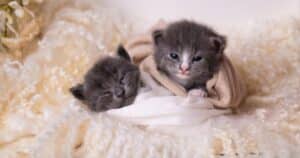 PetWireDaily — Photographer’s Dream Kitten Shoot Gets Adorably Chaotic