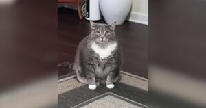 PetWireDaily — Woman Was Terrified of Cats Until One Sassy Shelter Cat Changed Everything