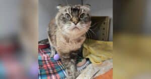 Senior Cat Louie