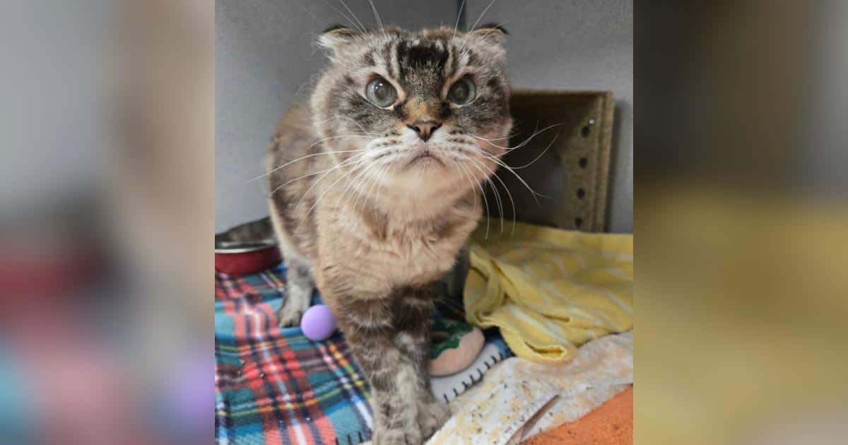 Un gatto anziano con un'espressione severa e un cuore tenero cerca una nuova casa