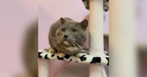 PetWireDaily — Everyone Is Falling for This Rescue Cat’s Ridiculously Chubby Cheeks