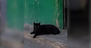 PetWireDaily — Stray Cat Walks Into Tortilla Shop for Food, Ends Up With His Name on the Sign