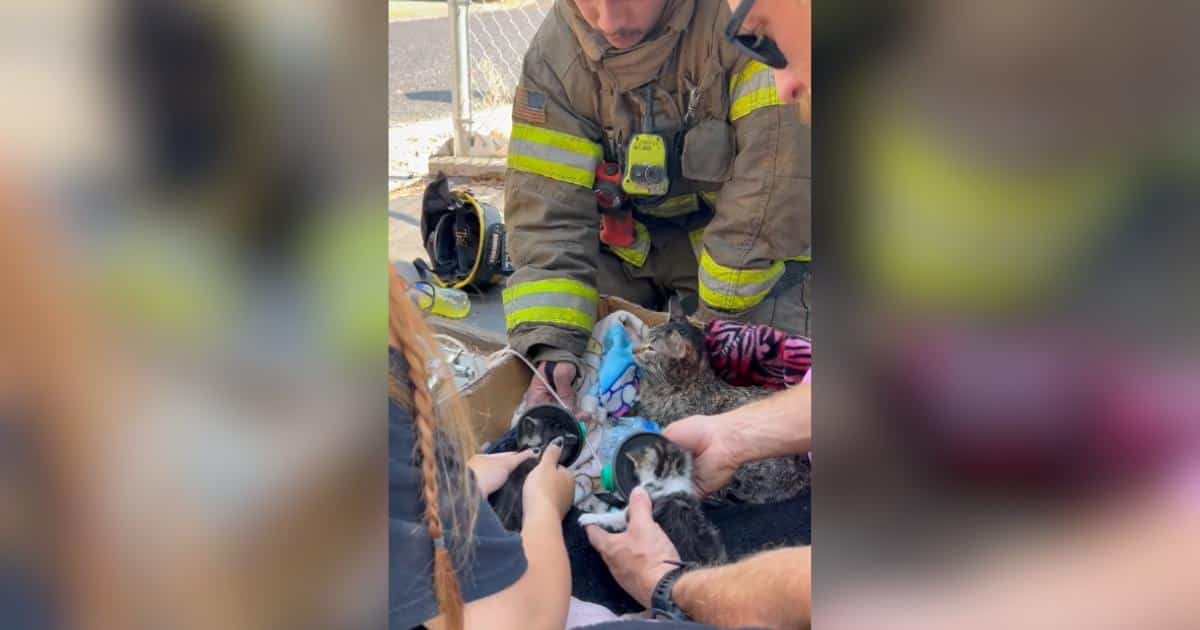Vigili del fuoco portano cuccioli di gatto in salvo da un incendio in casa a Kennewick, Washington, utilizzando attrezzature speciali