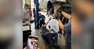 PetWireDaily — Student Drives From New Jersey to Georgia, Then Finds Kitten Stowaway in Car Bumper