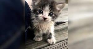 kitten image