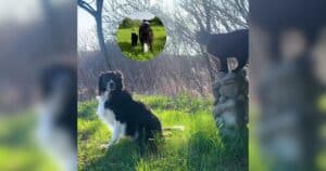 PetWireDaily — Tiny Kitten Cuddles Her Way Into the Heart of a Grieving Dog