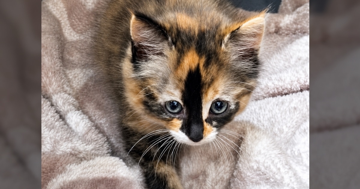 Una gattina con pelo multicolore si distende su un asciugamano mentre suona una canzone famosa