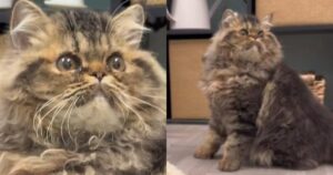 PetWireDaily — Seattle Has Jimothy the Raccoon. Worcester Has Flat Stanley the Wobbly Cat.