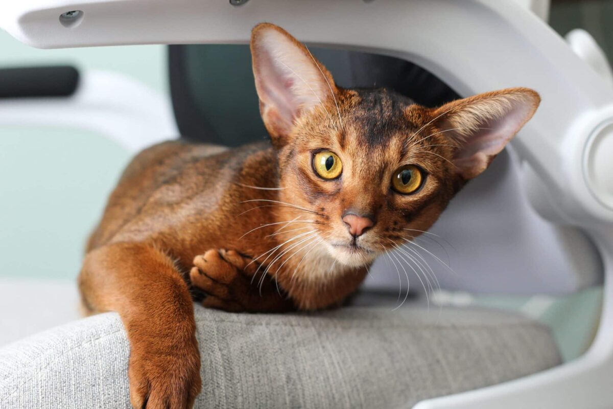 A curious Abyssinian Cat attentively observing something that has captured their interest.
