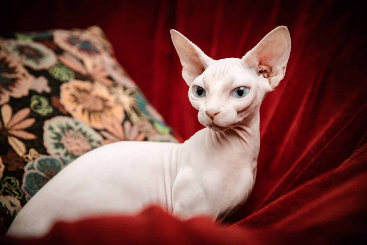 A Sphynx Cat looking alert and interested while curiously observing nearby activity.