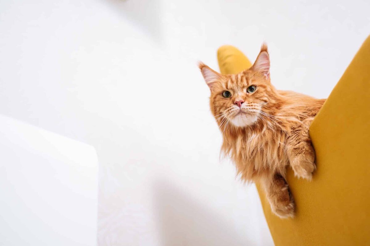 A Maine Coon Cat calmly examining something interesting with an alert expression.