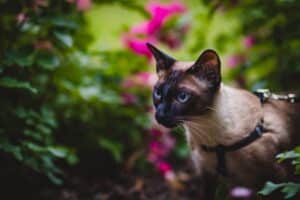 PetWireDaily — 13 Curious Cat Breeds That Have to Know Everything