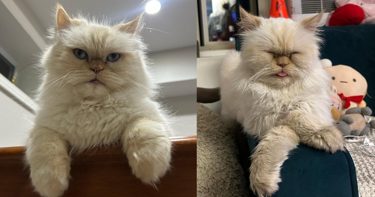 Un gatto anziano con espressione imperscrutabile si riposa in un angolo tranquillo