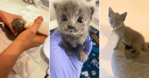 PetWireDaily — iHeartCats Hero VIPs Gave One-Day-Old Orphans A Purrfect Start