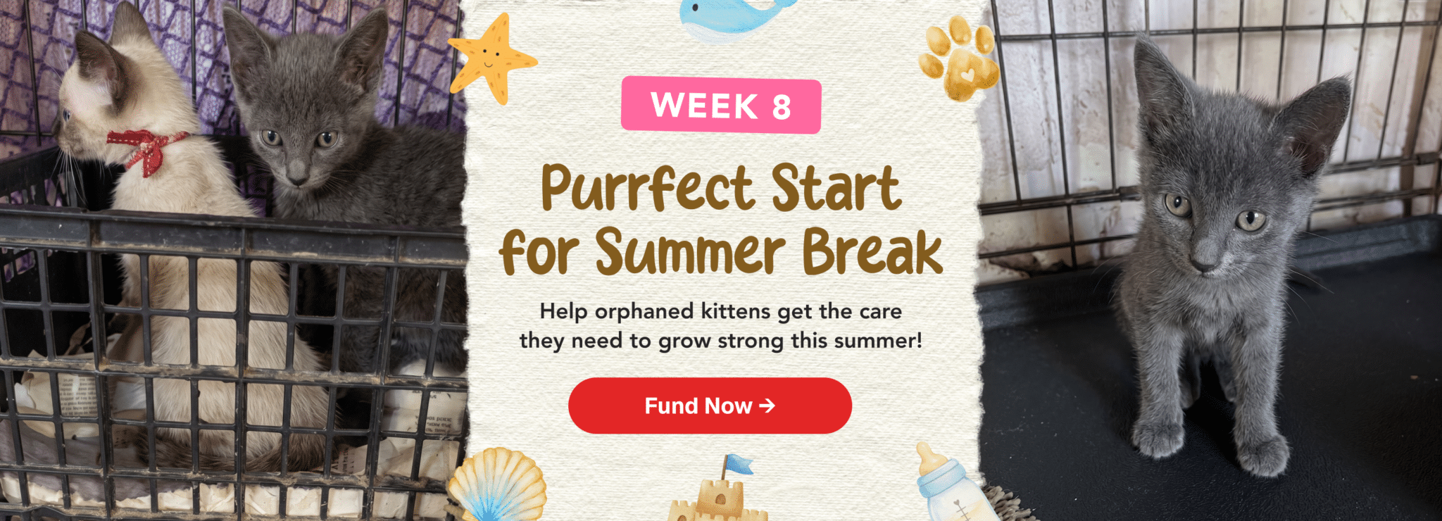 Purrfect Start Week 8 LP Header - Desktop