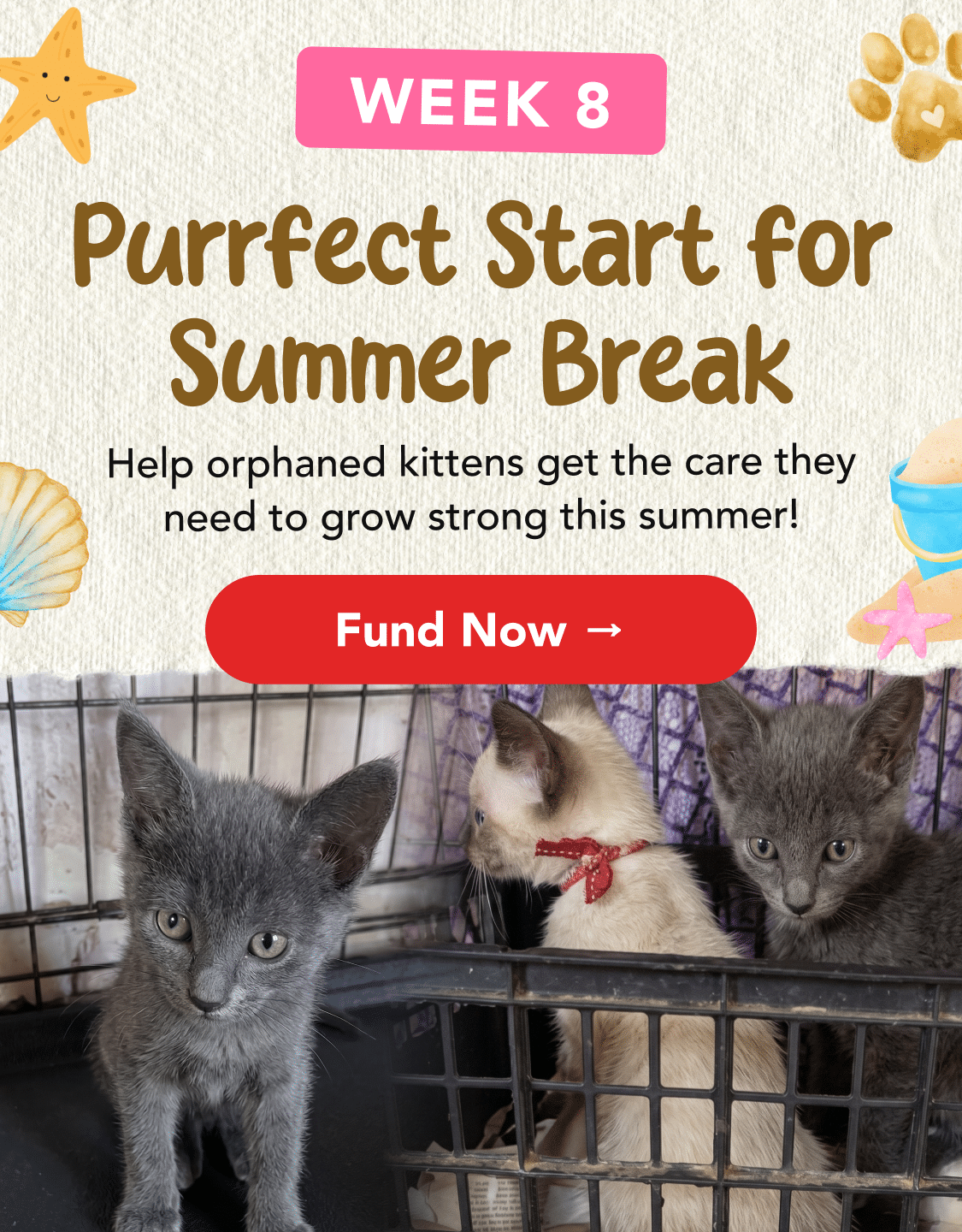 Purrfect Start Week 8 LP Header - Mobile