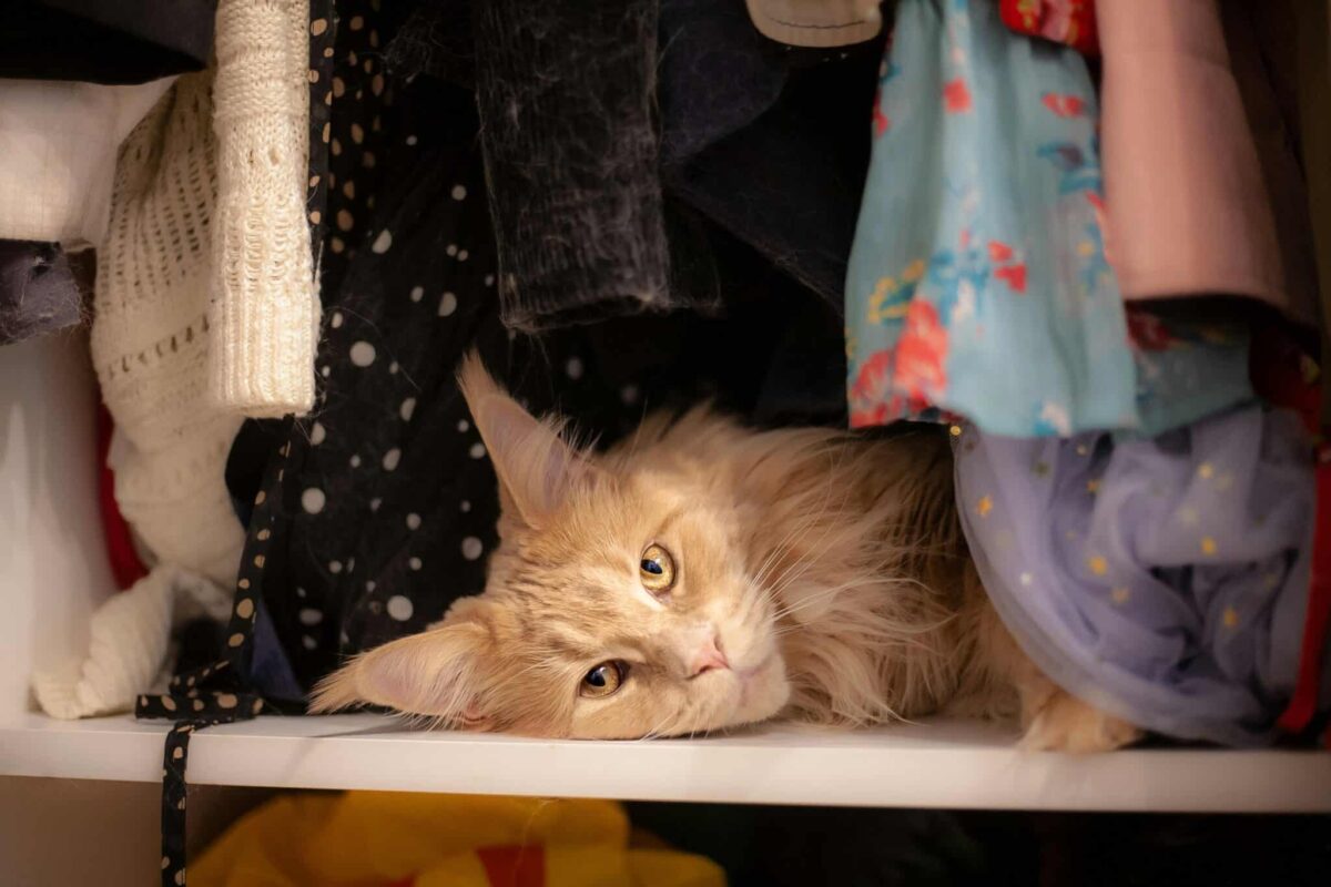 A relaxed cat curled comfortably among soft laundry with a content expression.