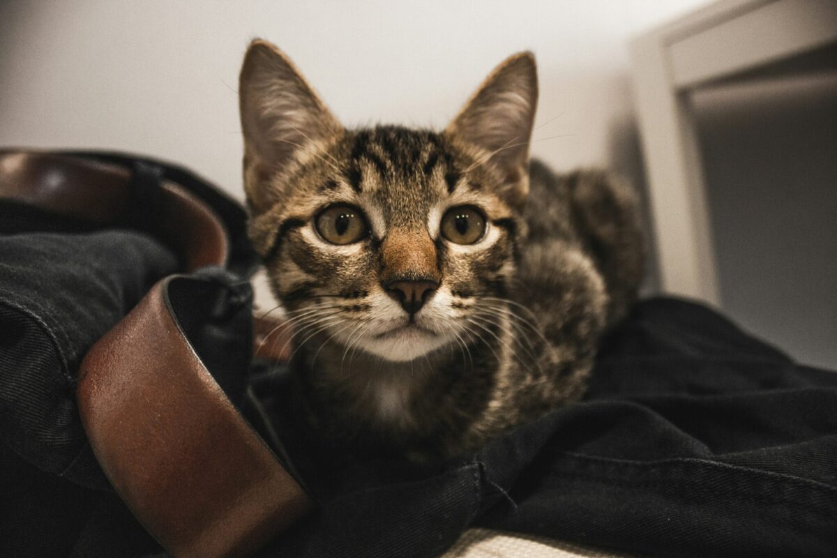 A playful cat reaching toward a moving piece of fabric while laundry is being folded.