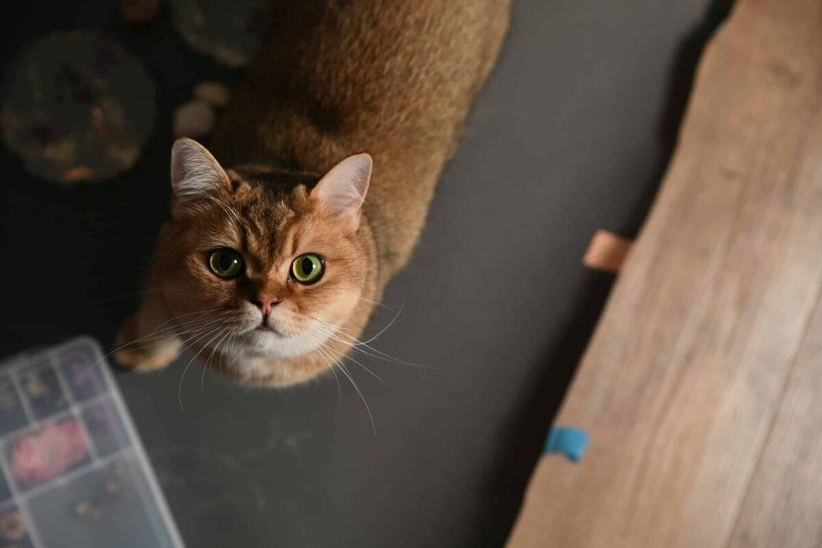 A relaxed cat carrying a soft toy while approaching their human during a quiet moment together.