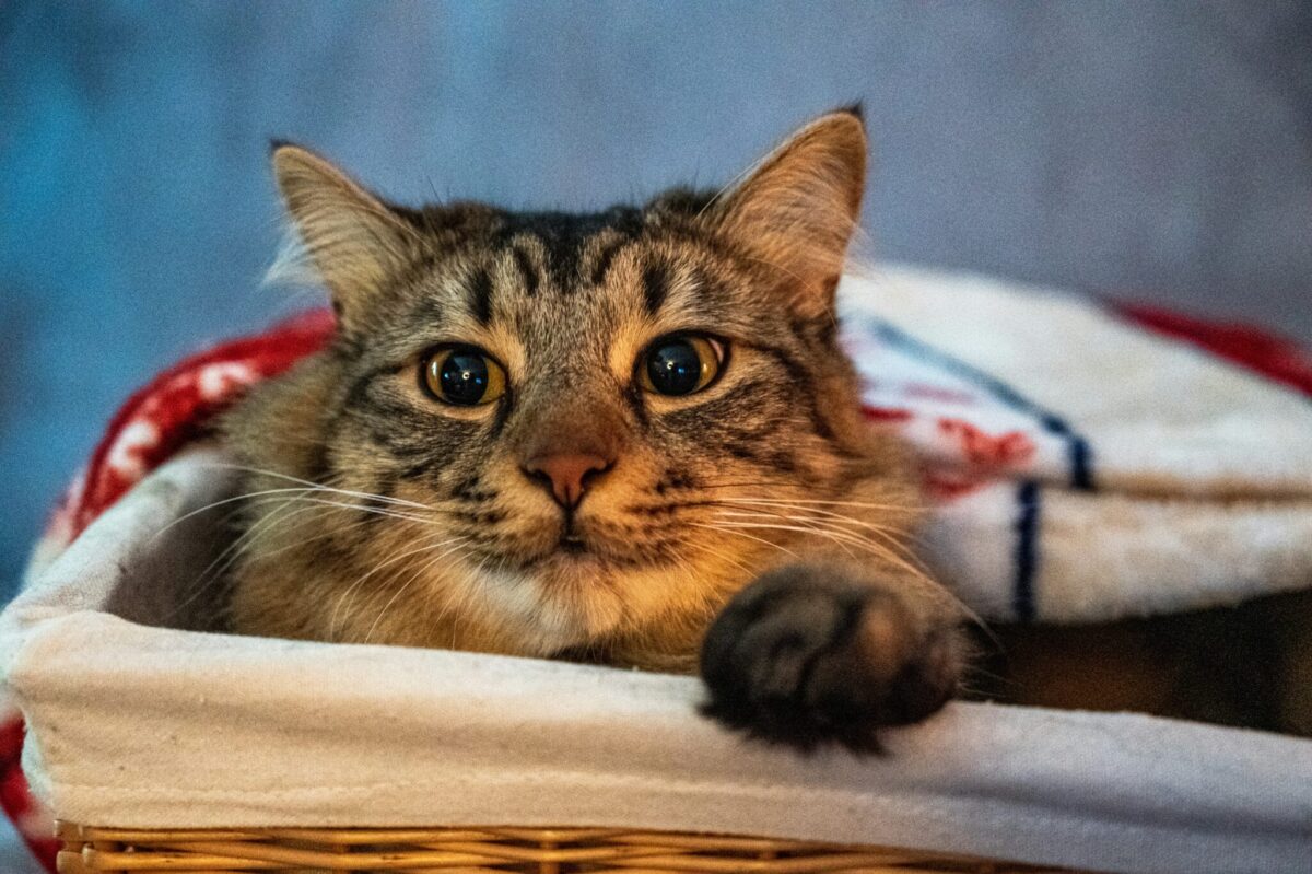 A relaxed cat sitting snugly inside a laundry basket surrounded by soft clothes.