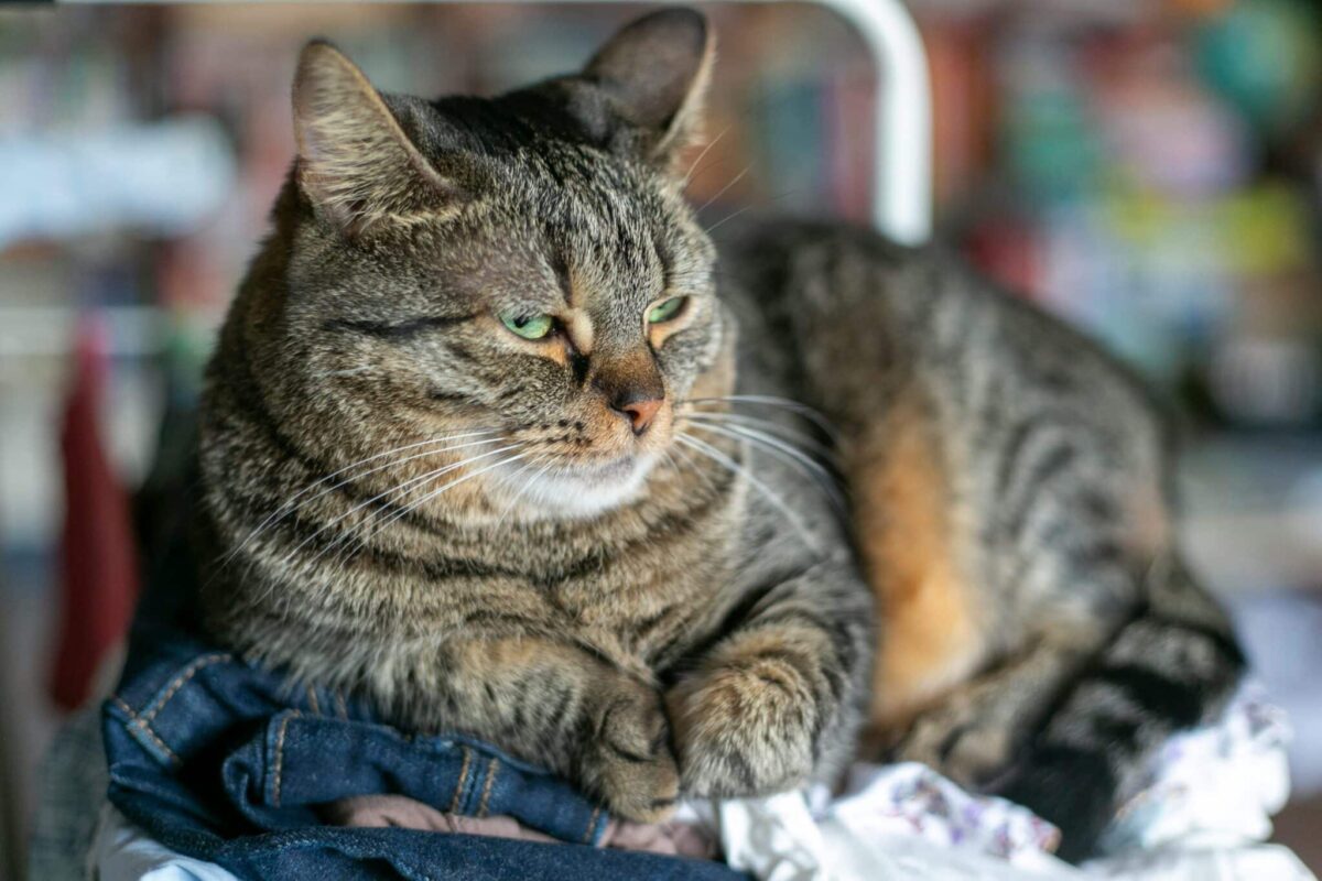 An alert cat watching closely while clothes are being sorted into small piles nearby.