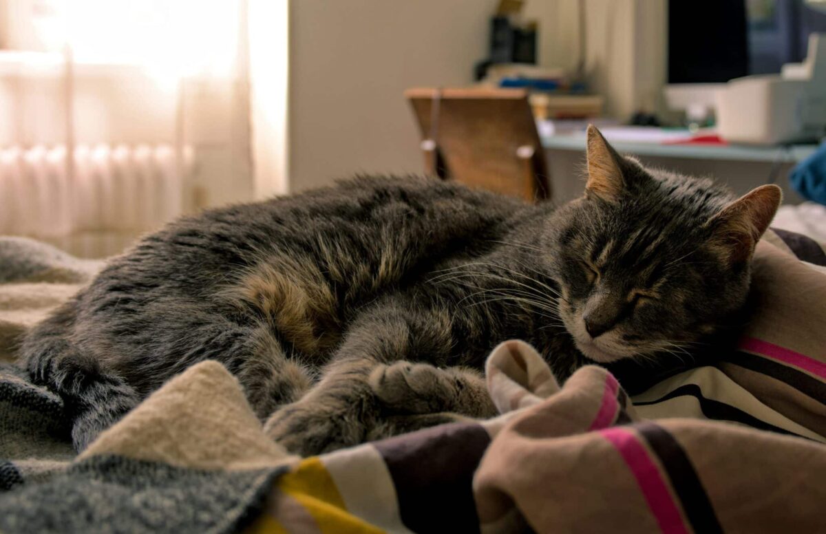 A sleepy cat nestled into a soft pile of folded clothes with their paws tucked comfortably underneath.
