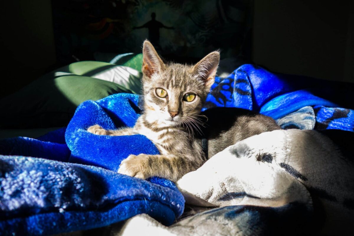 A comfortable cat resting on a pile of freshly dried laundry while enjoying its warmth.