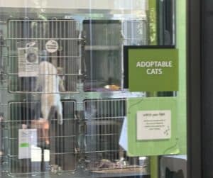 Cat Arrives at Shelter With a Mysterious Past and Absolutely No Respect for Physics