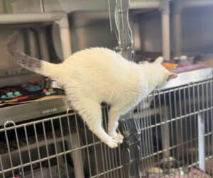 Cat Arrives at Shelter With a Mysterious Past and Absolutely No Respect for Physics