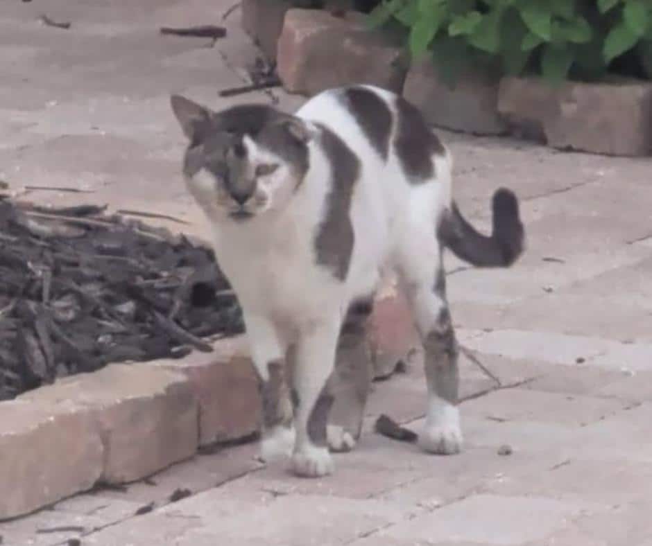 Neighborhood Bill