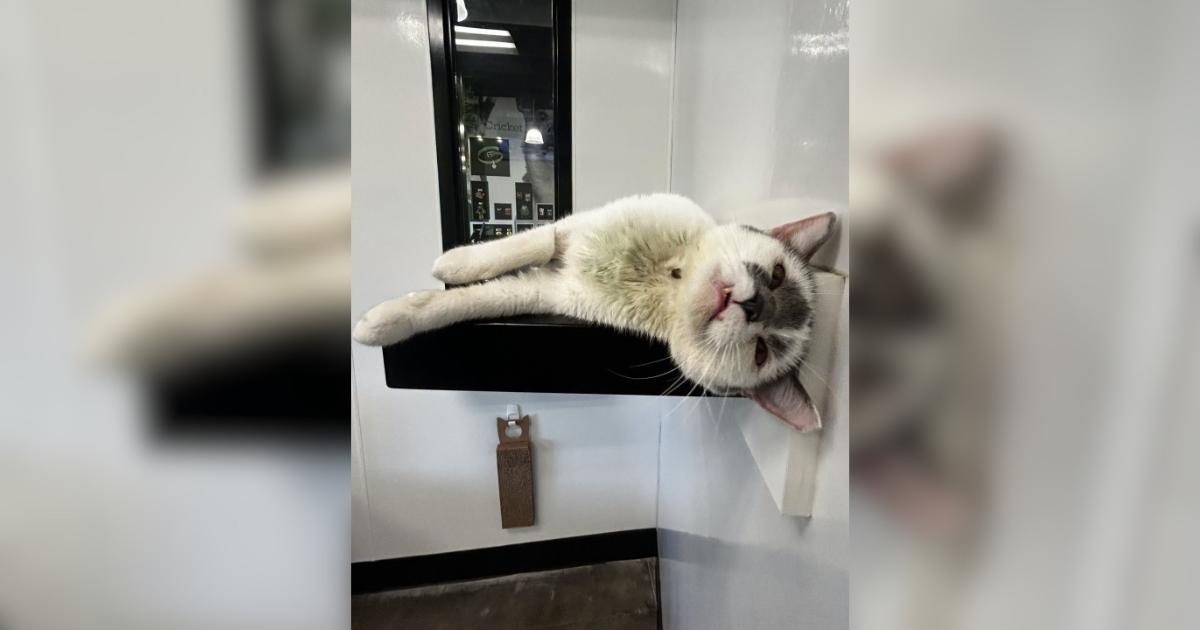Cat Arrives at Shelter With a Mysterious Past and Absolutely No Respect for Physics