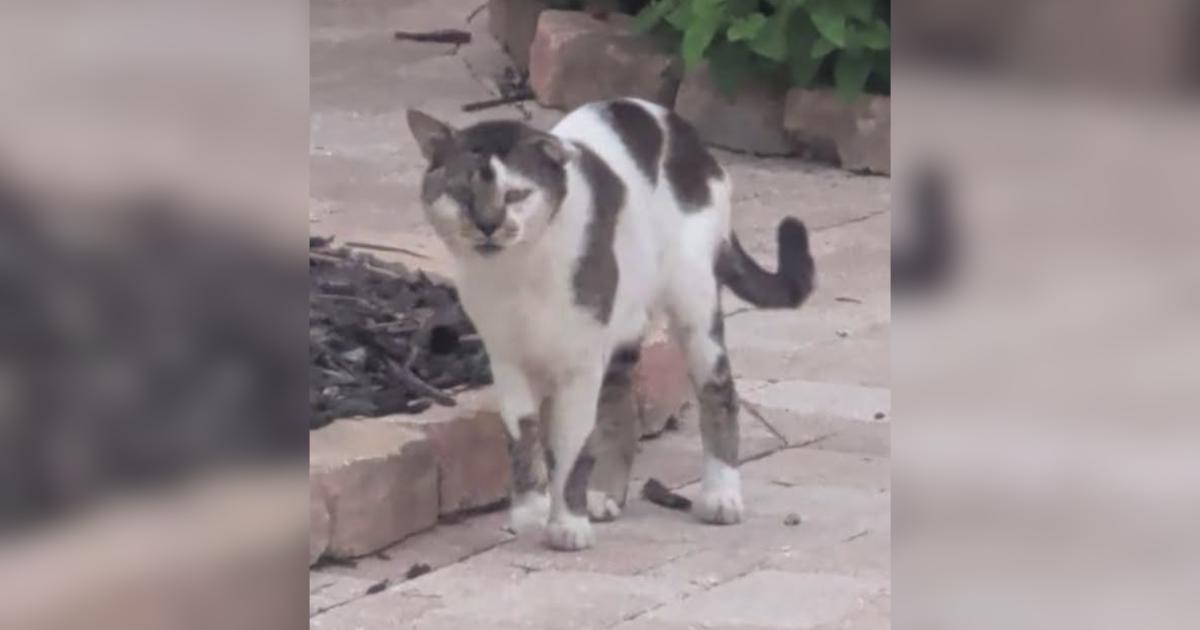 Un gatto stradale viene catturato dopo anni di evasione e riproduzione, pronto per una nuova vita