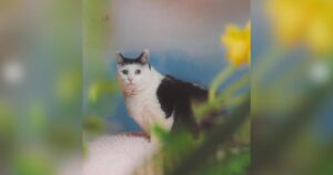 PetWireDaily — Woman Turns Her Rescue Cat’s Cancer Fight Into a Garden Full of Hope