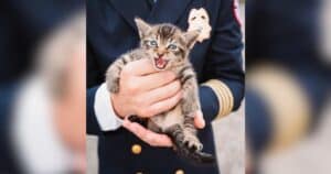 PetWireDaily — Firefighters Rescue Kitten Stowaway During September 11 Remembrance Ceremony
