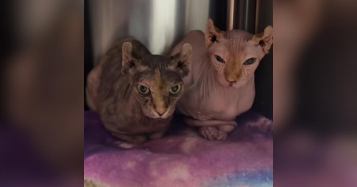 Due gatti con aspetto alieno trovati in un rifugio per animali, pronti per l’adozione