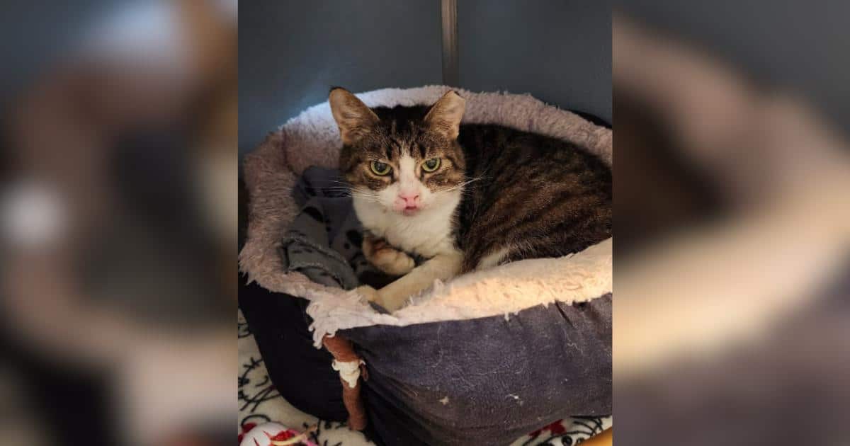 Una gatta con un aspetto insolito si trasforma grazie al sostegno del rifugio
